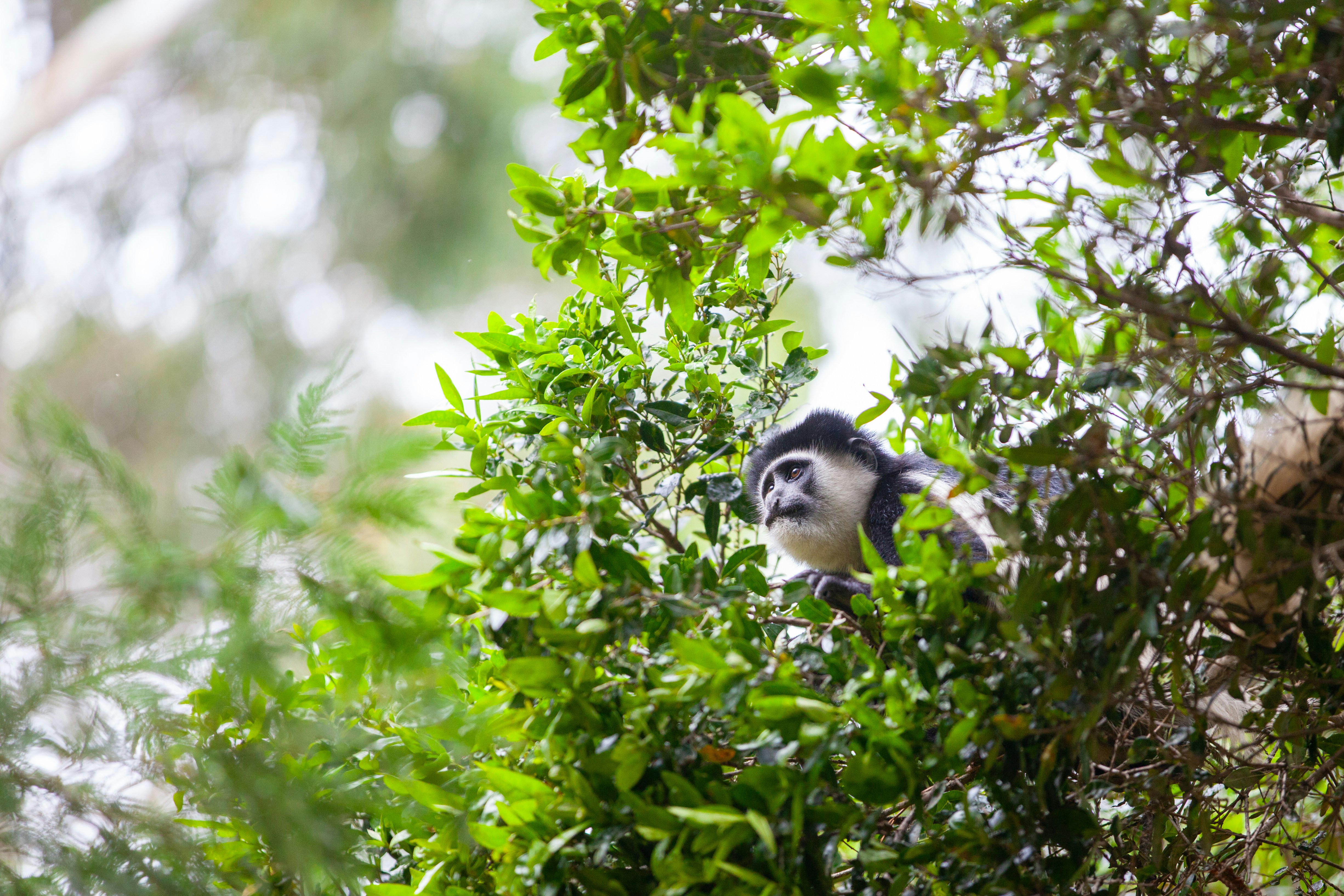 Colobus Monkey in Arusha
